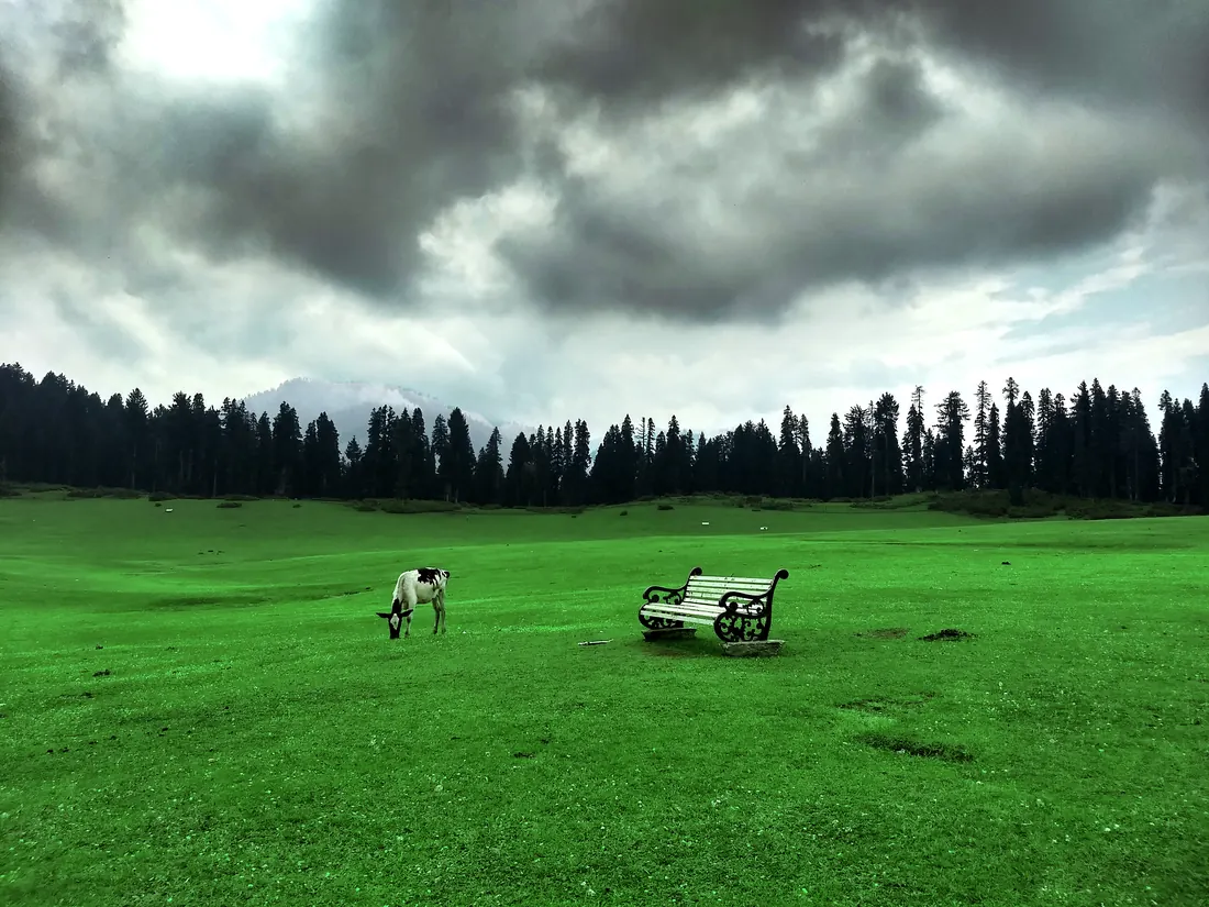 Cow grazing in a green meadow at Doodhpathri