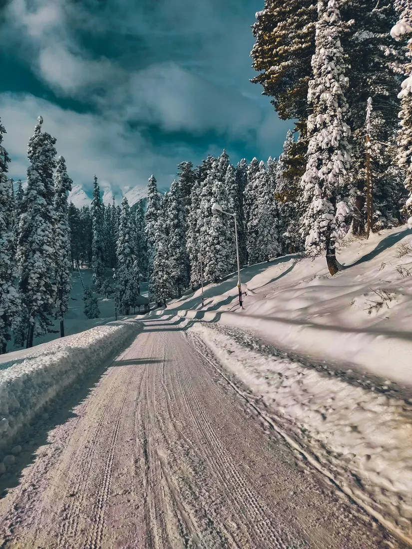 Snow-covered road through pine forest in Gulmarg