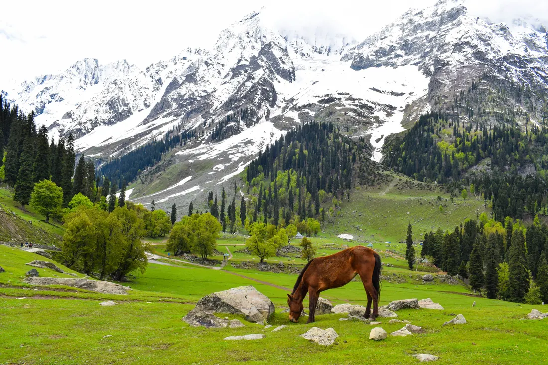 Horse grazing in a green meadow below snow peaks in Sonamarg